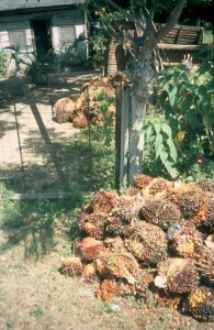 2007palmoil1-195x300