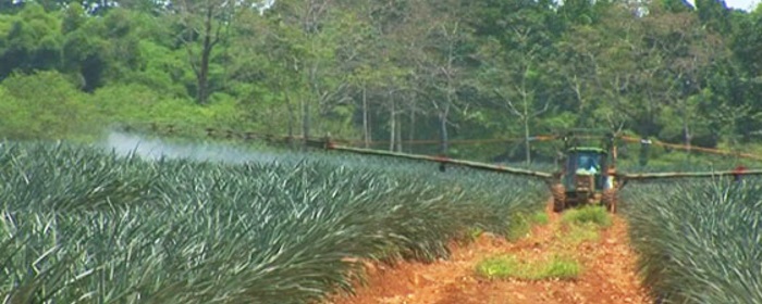 Water Contamination From Pineapple Production In Costa Rica The Violence Of Development